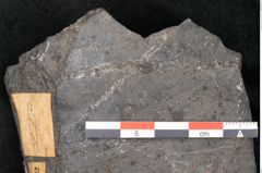 Foto (Detailansicht) von Thinnfeldia australis Ettingshausen (NHMW-GEO-2024-0188-10312)